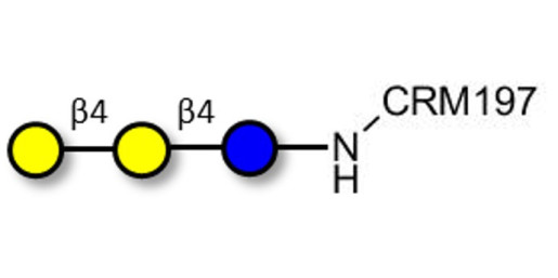 4'-Galactosyllactose (4'GL) grafted on CRM197