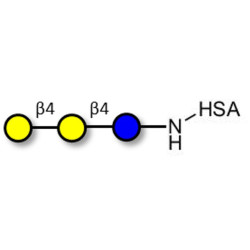 4'-Galactosyllactose (4'GL) grafted on HSA