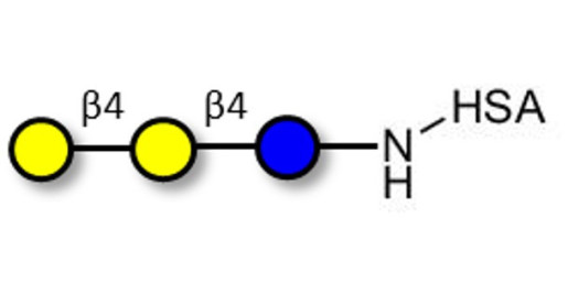 4'-Galactosyllactose (4'GL) grafted on HSA