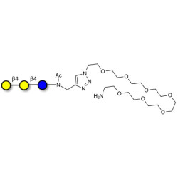 4'-Galactosyllactose (4'GL) with free terminal amine (Linker-NH2 C)
