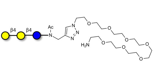 4'-Galactosyllactose (4'GL) with free terminal amine (Linker-NH2 C)