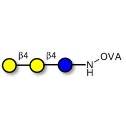 4'-Galactosyllactose (4'GL) grafted on OVA