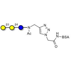 3'-Galactosyllactose (3'GL) grafted on BSA