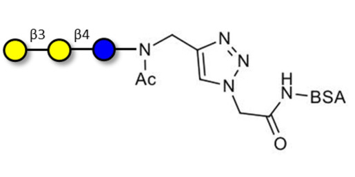 3'-Galactosyllactose (3'GL) grafted on BSA