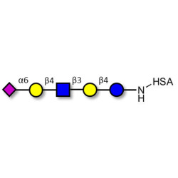 LS-Tetrasaccharide c (LSTc) grafted on HSA