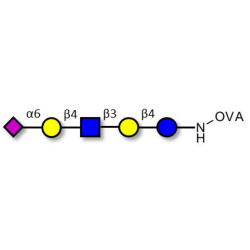 LS-Tetrasaccharide c (LSTc) grafted on OVA