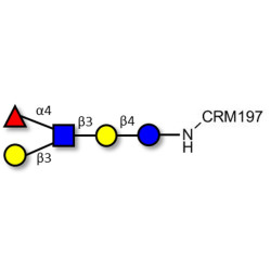 Lacto-N-fucopentaose II (LNFP II) grafted on CRM197