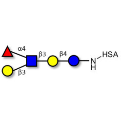 Lacto-N-fucopentaose II (LNFP II) grafted on HSA
