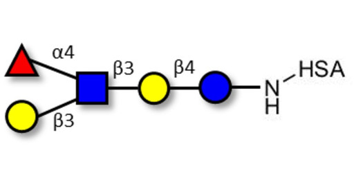 Lacto-N-fucopentaose II (LNFP II) grafted on HSA