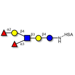 Lewis y (Ley) hexaose / Lacto-N-neoDiFucohexaose I (LNnDFH-I) grafted on HSA