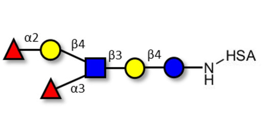 Lewis y (Ley) hexaose / Lacto-N-neoDiFucohexaose I (LNnDFH-I) grafted on HSA