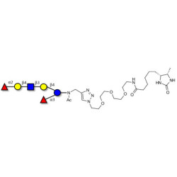 Lacto-N-neoDifucohexaose analogue linked to desthiobiotin (Linker-DBT-A)