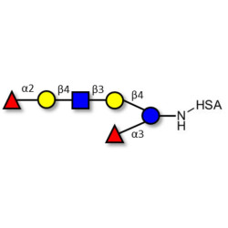 Lacto-N-neoDifucohexaose analogue grafted on HSA