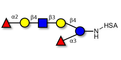 Lacto-N-neoDifucohexaose analogue grafted on HSA