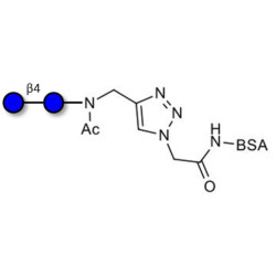 Cellobiose grafted on BSA (Linker-BSA B)