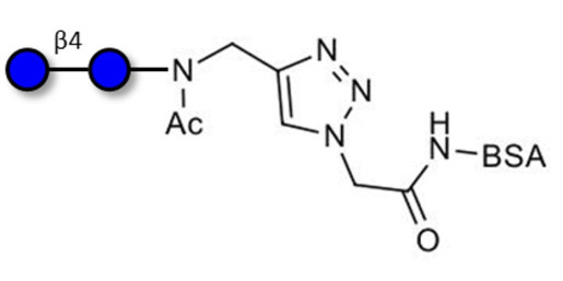 Cellobiose grafted on BSA (Linker-BSA B)