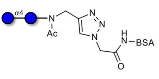Maltose DP2 grafted on BSA (Linker-BSA B) - Maltooligosaccharide DP2