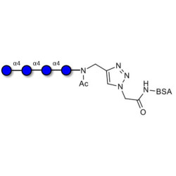 Maltotetraose DP4 grafted on BSA (Linker-BSA B)