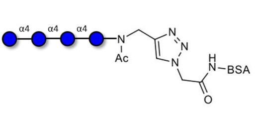 Maltotetraose DP4 grafted on BSA (Linker-BSA B)