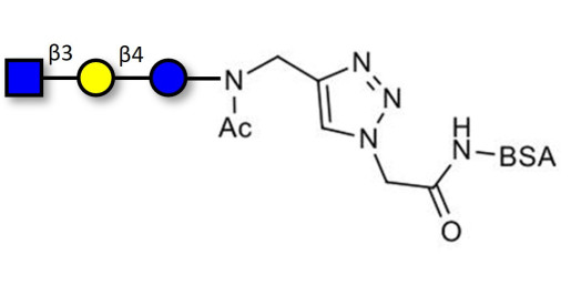 Lacto-N-Triose (LNT2) grafted on BSA (Linker-BSA B) - LNT2; LNTII