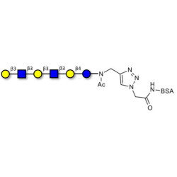 Para-Lacto-N-hexaose 2 (Para-LNH2) grafted on BSA (Linker-BSA B)