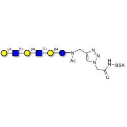Para-Lacto-N-neohexaose (Para-LNnH) grafted on BSA (Linker-BSA B)