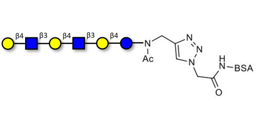 Para-Lacto-N-neohexaose (Para-LNnH) grafted on BSA (Linker-BSA B)