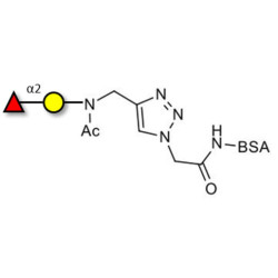 Blood group H antigen disaccharide grafted on BSA (Linker-BSA B)