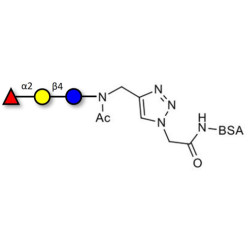 Blood group H antigen triose type 6 / 2’-Fucosyllactose (2'-FL) grafted on BSA (Linker-BSA B)
