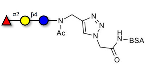Blood group H antigen triose type 6 / 2’-Fucosyllactose (2'-FL) grafted on BSA (Linker-BSA B)