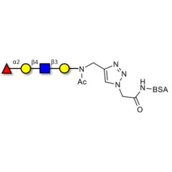 Blood group H antigen tetraose type 2 grafted on BSA (Linker-BSA B)