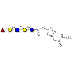 Lacto-N-fucopentaose I (LNFP I) / Blood group H antigen pentaose type 1 grafted on BSA (Linker-BSA B)