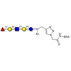Blood group H antigen pentaose type 2 / Lacto-N-neofucopentaose I (LnNFP I) grafted on BSA (Linker-BSA B)