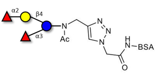 Difucosyllactose (DFL) / Lactodifucotetraose grafted on BSA (Linker-BSA B)