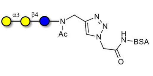 Isoglobotriose (iGb3) grafted on BSA (Linker-BSA B) - linear B-6 trisaccharide ; IsoGb3; 3α,4β-Galactotriose; 3'-Galactosyl-lactose