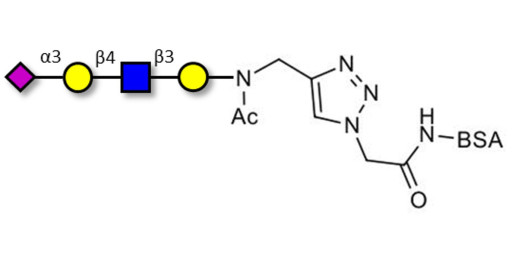 Sialylated tetraose type 2 grafted on BSA (Linker-BSA B)