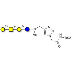 Asialo GM1 Ganglioside oligosaccharide (aGM1) grafted on BSA (Linker-BSA B)