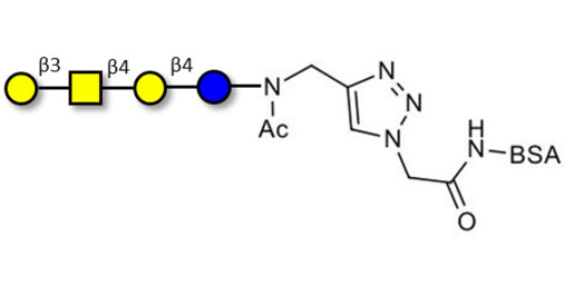 Asialo GM1 Ganglioside oligosaccharide (aGM1) grafted on BSA (Linker-BSA B) - GA1 ; Gangliotetraose