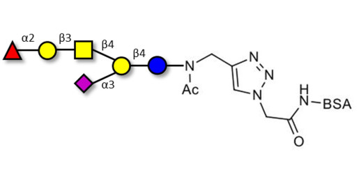 Fucosyl GM1 Ganglioside oligosaccharide grafted on BSA (Linker-BSA B)