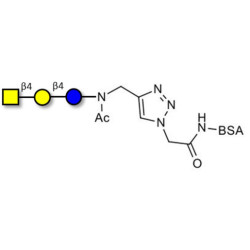 Asialo GM2 Ganglioside oligosaccharide (aGM2) grafted on BSA (Linker-BSA B)