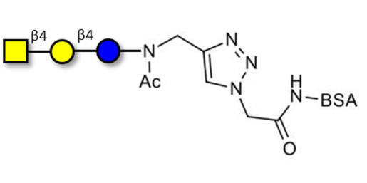 Asialo GM2 Ganglioside oligosaccharide (aGM2) grafted on BSA (Linker-BSA B) - GA2