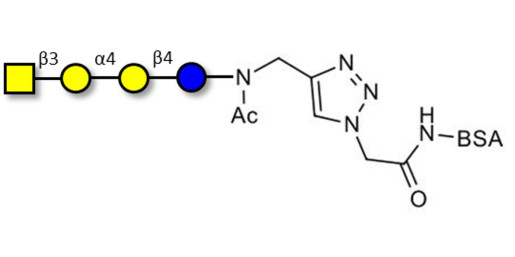 Globotetraose (Gb4) grafted on BSA (Linker-BSA B) - P antigen ; Globo-N-Tetraose