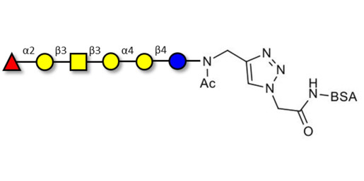 Globo-H hexaose / Stage Specific Embryonic Antigen 3b (SSEA-3b) grafted on BSA (Linker-BSA B)