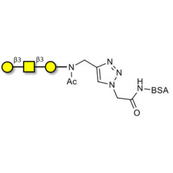 Core type 4 (Gb5 triose core structure) grafted on BSA (Linker-BSA B)
