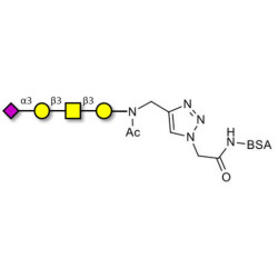 Stage-Specific Embryonic Antigen-4 tetraose (SSEA-4 tetraose) grafted on BSA (Linker-BSA B)