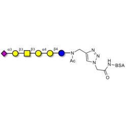 Stage-Specific Embryonic Antigen-4 hexaose (SSEA-4 hexaose) grafted on BSA (Linker-BSA B)