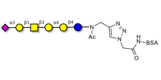 Stage-Specific Embryonic Antigen-4 hexaose (SSEA-4 hexaose) grafted on BSA (Linker-BSA B)