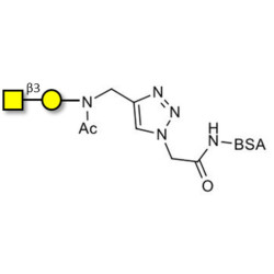 Gb4 Globoside terminal grafted on BSA (Linker-BSA B)