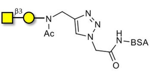 Gb4 Globoside terminal grafted on BSA (Linker-BSA B)