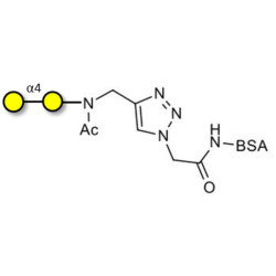 α1-4 galactobiose grafted on BSA (Linker-BSA B)
